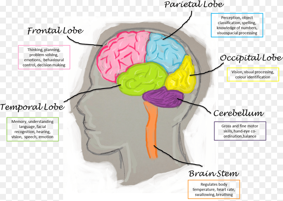 Brain Lobes And Functions, Baby, Person, Food, Sweets Png Image