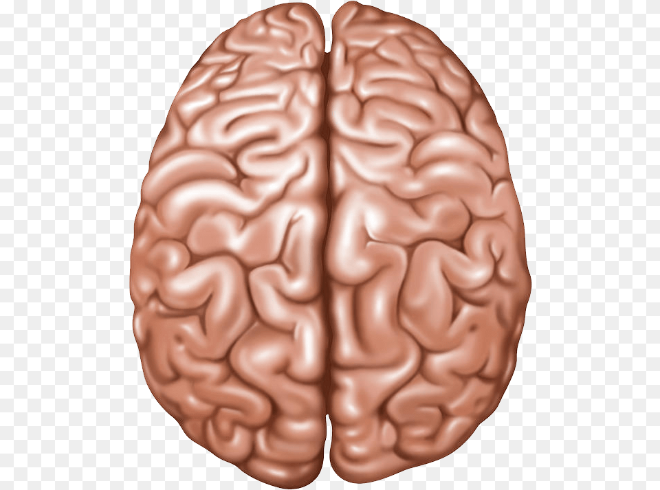 Brain Lobes Of The Brain Top View, Food, Nut, Plant, Produce Free Png