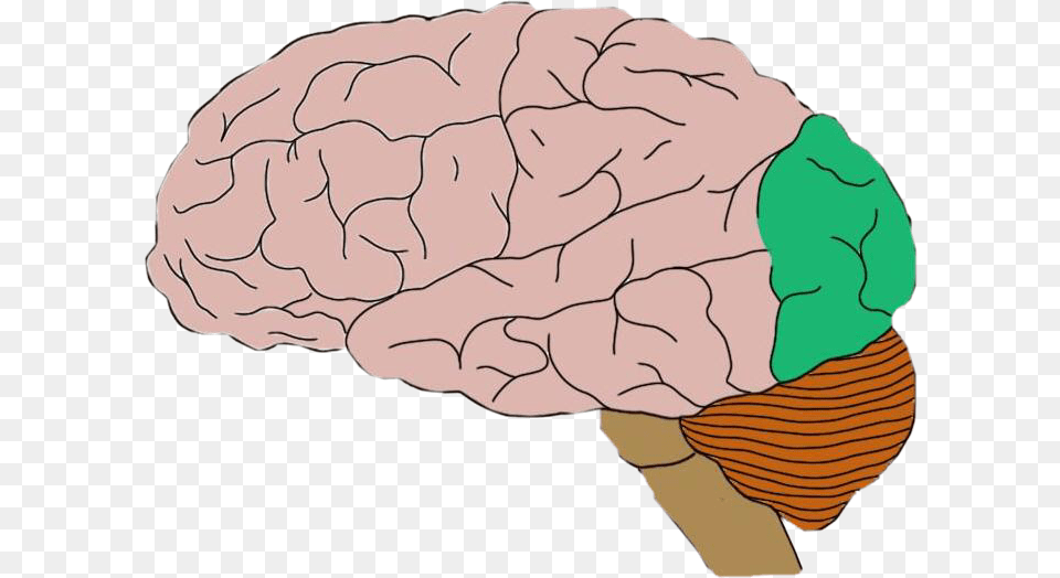 Brain Occipital Lobe Freetoedit Motor Cortex, Ice Cream, Cream, Dessert, Food Free Png Download