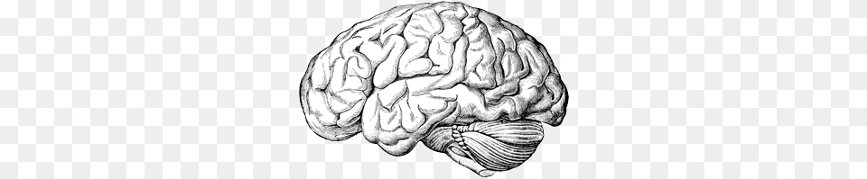 Brain Old Drawing, Art, Person, Skin, Tattoo Png