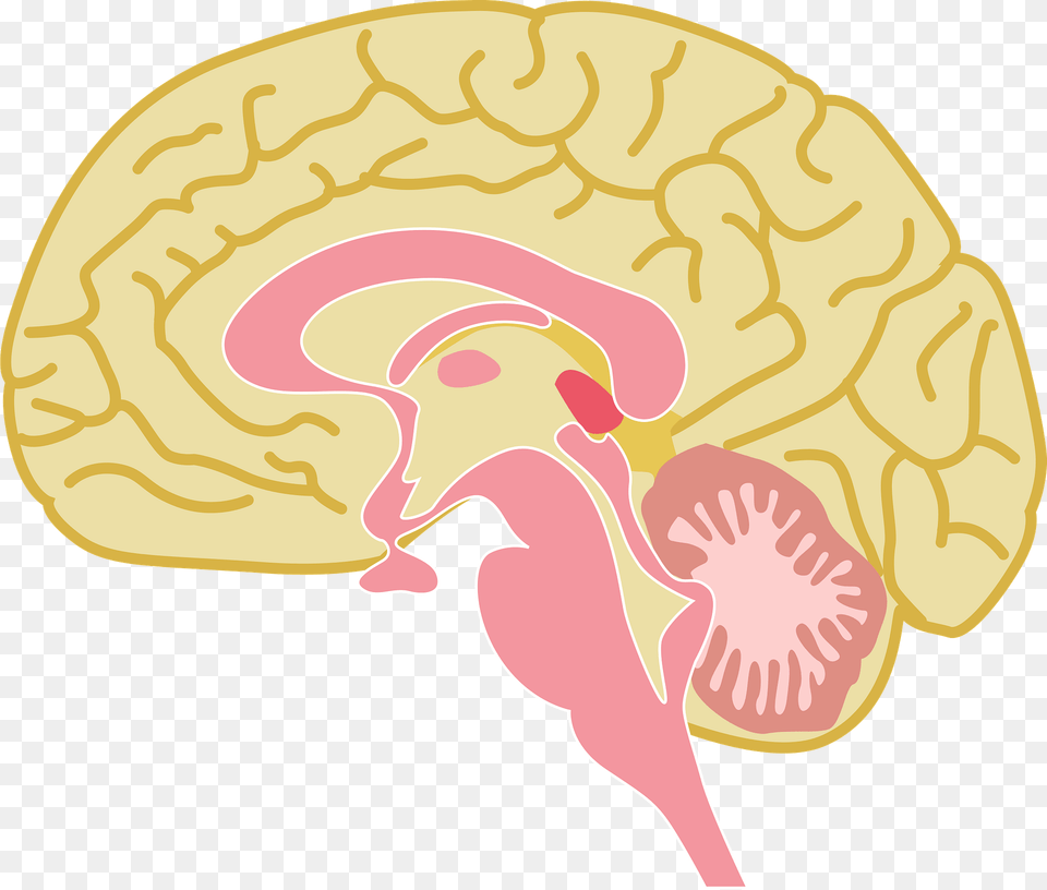 Brain Organ Clipart Free Transparent Png