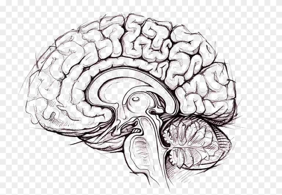 Brain Photo Arts, Art, Doodle, Drawing, Person Png