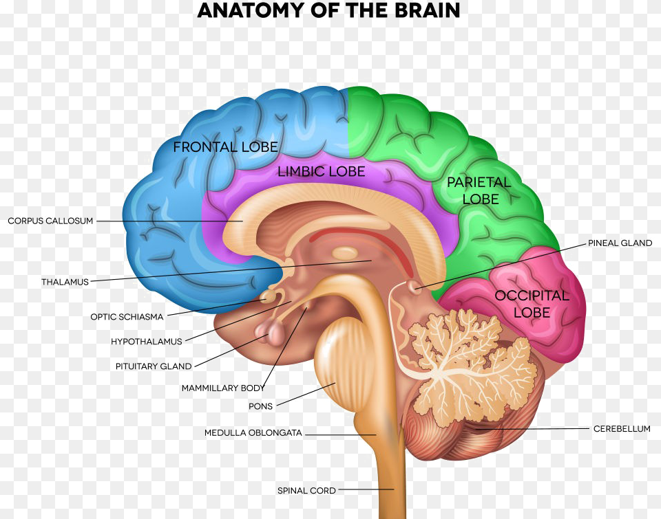 Brain Pic Part Of The Brain Controls Sleep, Diagram, Baby, Person, Face Free Transparent Png