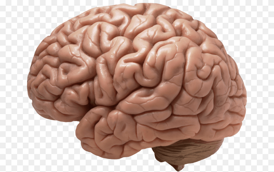 Brain Realistic, Flower, Plant, Rose Free Png