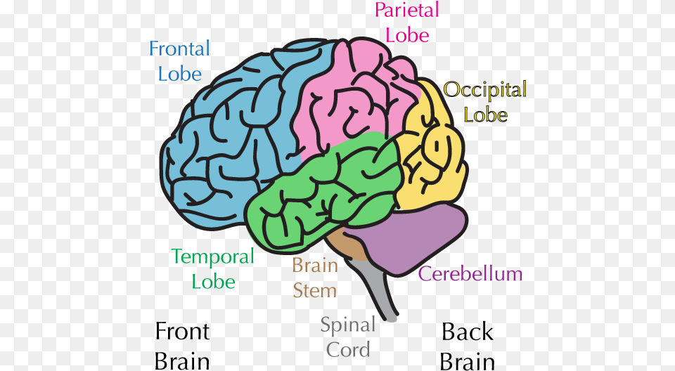 Brain Regions Brain Absorbing Information, Ct Scan Png Image