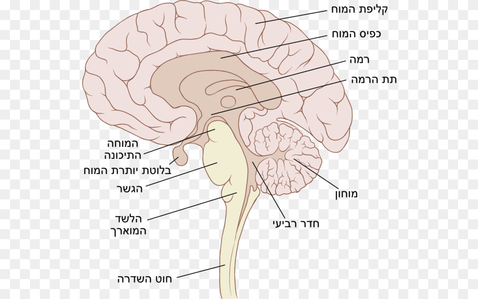 Brain Sagittal Sagittal Pic Of Brain, Person Png Image