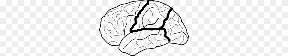 Brain Skech With Lobes Outlined Clip Art, Lighting, Racket, Sport, Tennis Racket Free Png Download