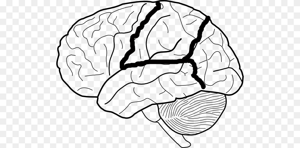 Brain Skech With Lobes Outlined Clip Art Vector Clip Brain Lobes Black And White, Food, Nut, Plant, Produce Free Png