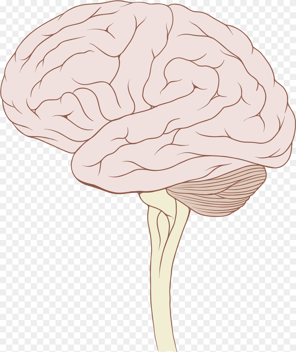 Brain Stem Normal Human Cartoon Brain With Brain Stem, Person Free Png