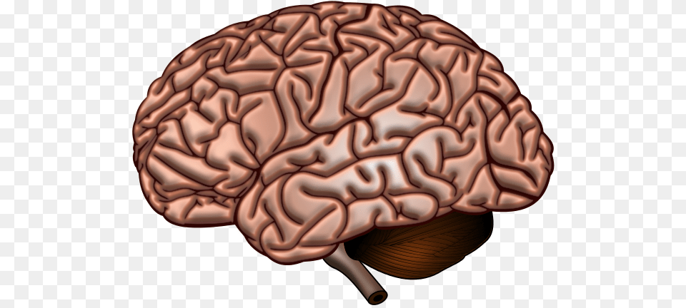 Brain Surface Png Image