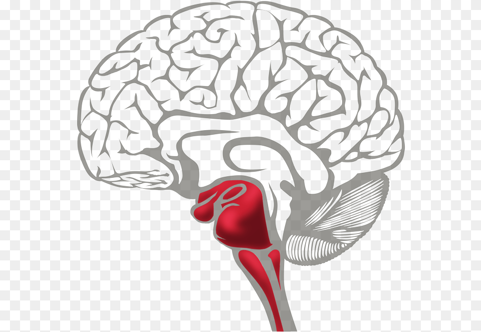 Brain Survival Red Learning Brain Vs Survival Brain Png Image