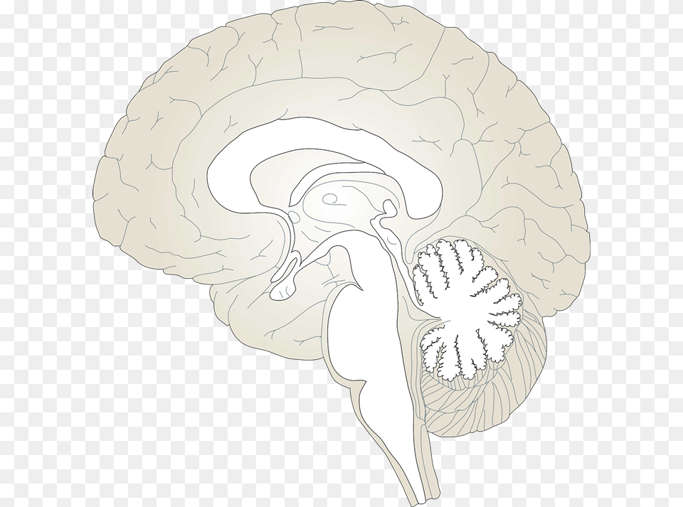 Brain To Use Cliparts Brain Diagram Unlabeled, Clothing, Hat, Art, Drawing Png