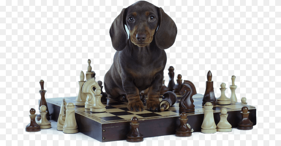 Brain Training For Dogs Review, Chess, Game Free Transparent Png