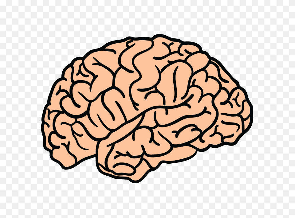 Brain Transparent Brain, Food, Nut, Plant, Produce Free Png