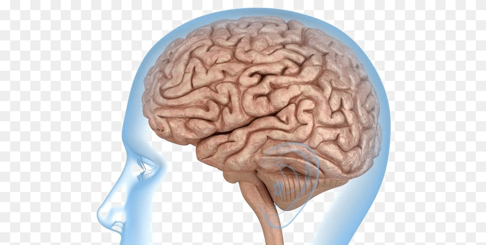 Brain Brain Background, Ct Scan Free Transparent Png