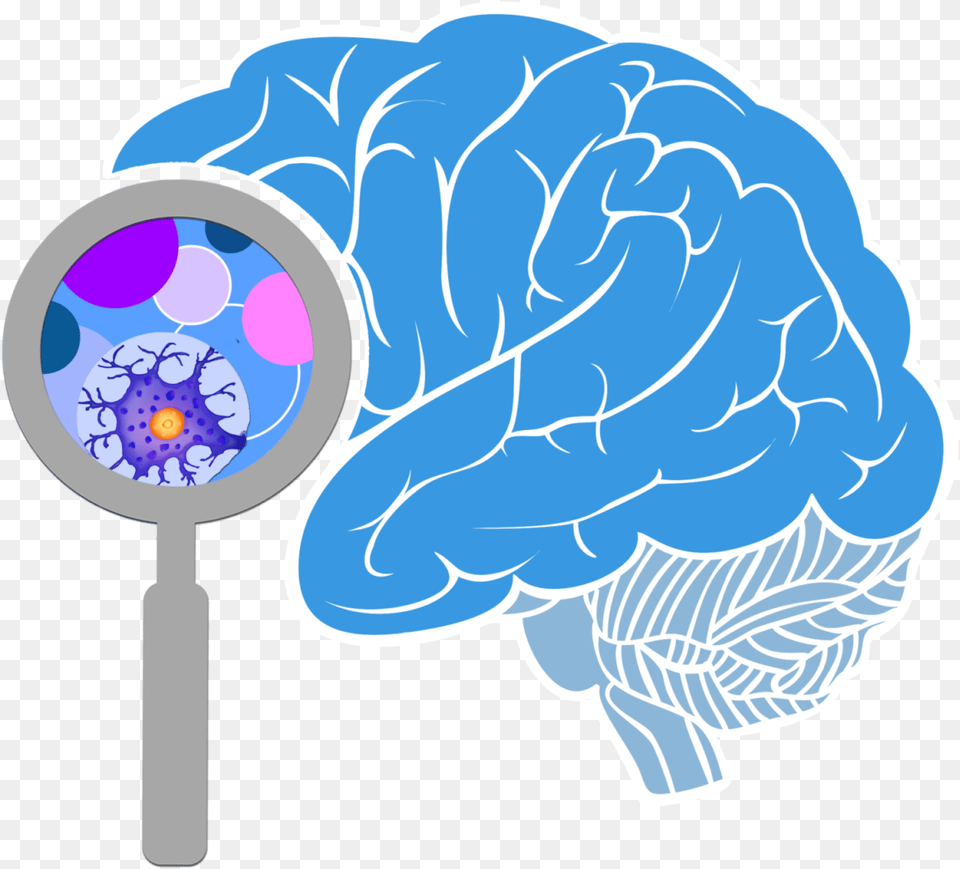 Brain Transparent Image Transparent Brain, Magnifying Png