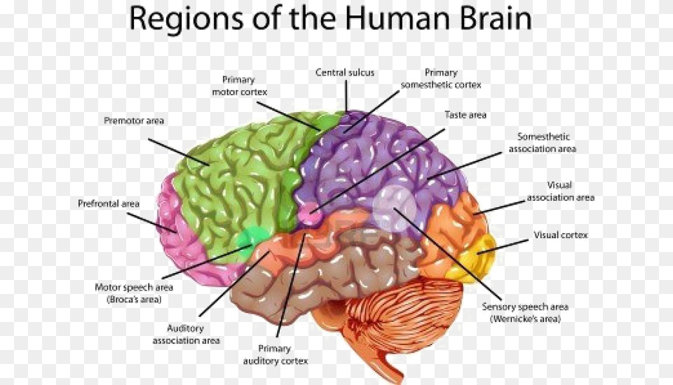 Brain Transparent Labeled Brain Anatomy, Animal, Food, Invertebrate, Lobster Free Png Download