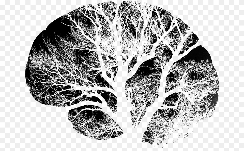 Brain Tree Black Image Images Transparent White Brain Clipart, Weather, Plant, Outdoors, Oak Png