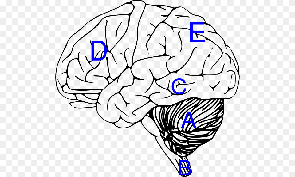 Brain With Labels Clip Art, Baby, Person Free Png Download