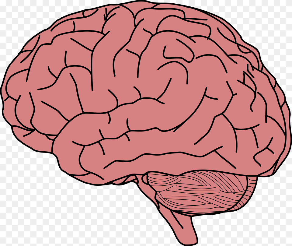 Brain With No Background, Baby, Person Free Png Download