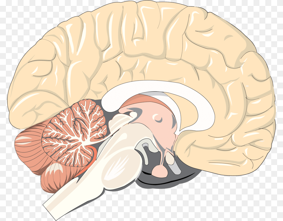 Brainorganjaw Striatum Cortico Limbic Circuitry, Baby, Person, Head, Face Png Image