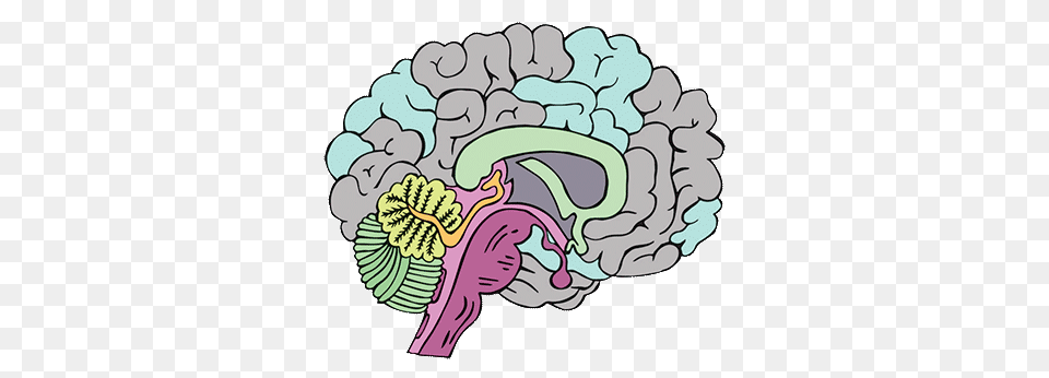 Brains Clipart, Art, Drawing, Pattern Free Png Download