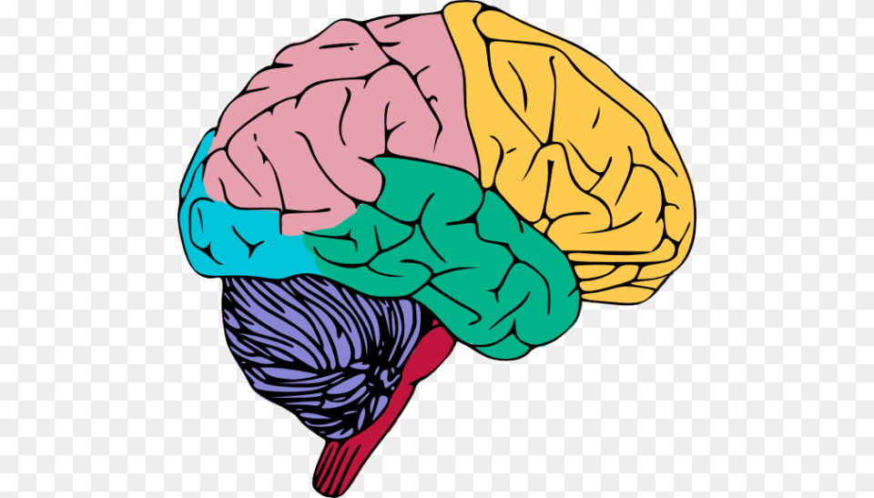 Brains Clipart Art, Baby, Person Png Image