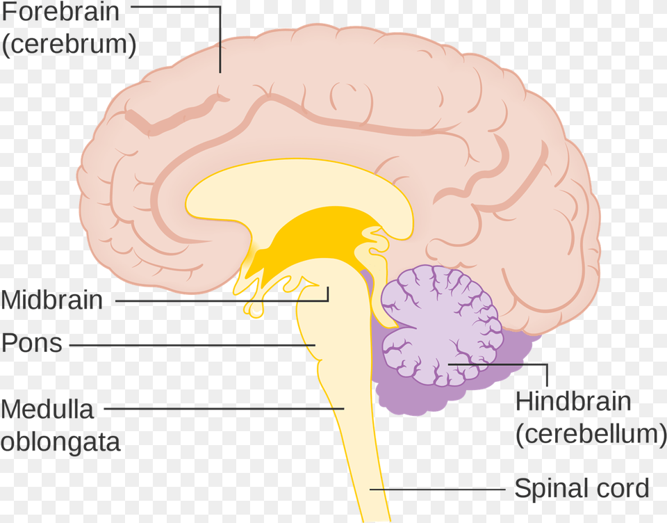 Brainstem Vs Spinal Cord Brain Diagram Brain Stem, Person, Flower, Plant Free Png Download
