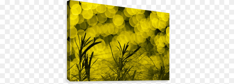 Brainwash Yellow Bokeh Canvas Print Grass, Vegetation, Plant, Green, Leaf Png Image