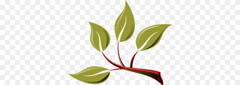 Branch Herbal, Plant, Herbs, Leaf Png Image