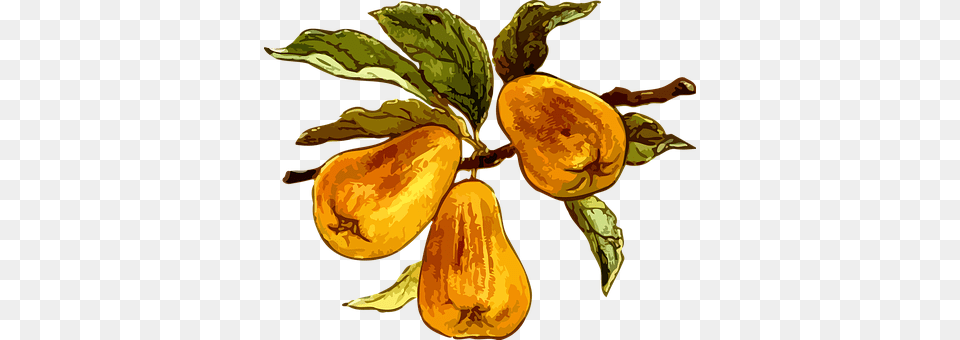 Branch Food, Fruit, Plant, Produce Png