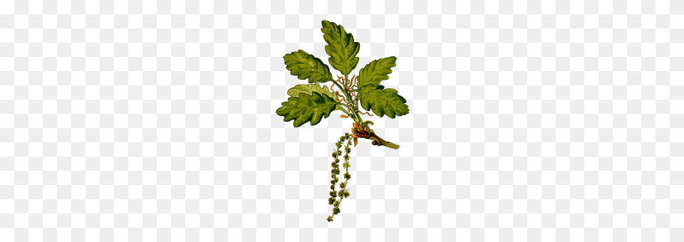 Branch Leaf, Oak, Plant, Sycamore Free Transparent Png