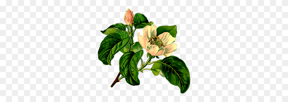 Branch Flower, Leaf, Plant, Acanthaceae Png