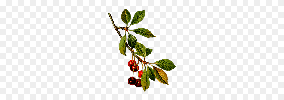 Branch Cherry, Food, Fruit, Plant Free Png