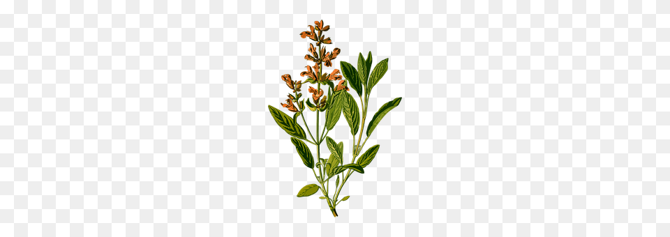 Branch Acanthaceae, Flower, Grass, Herbal Png Image