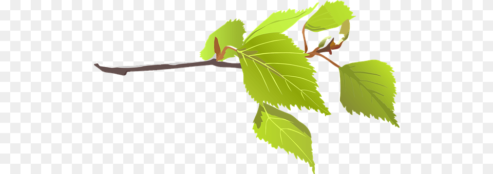 Branch Leaf, Plant, Tree, Person Free Png