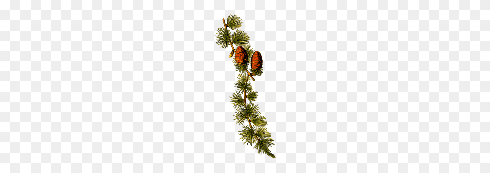 Branch Conifer, Larch, Plant, Tree Png
