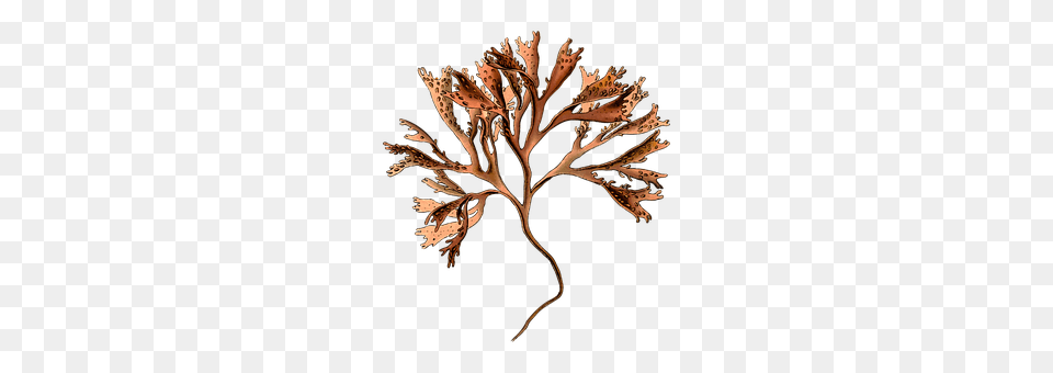 Branch Leaf, Plant, Accessories, Art Png Image