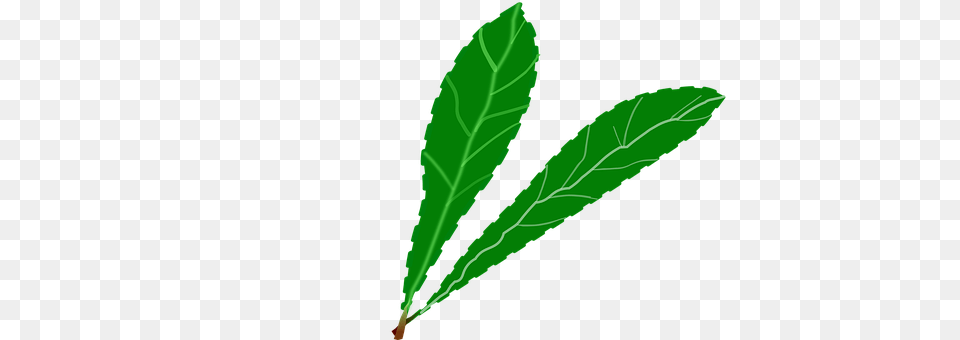 Branch Green, Leaf, Plant, Herbal Free Png