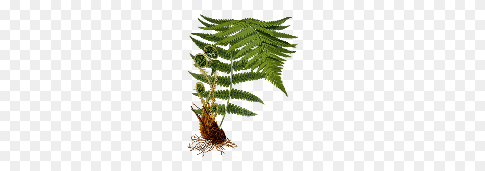 Branch Fern, Plant Free Png Download