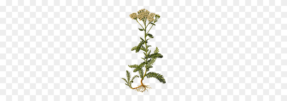Branch Apiaceae, Flower, Herbal, Herbs Free Png