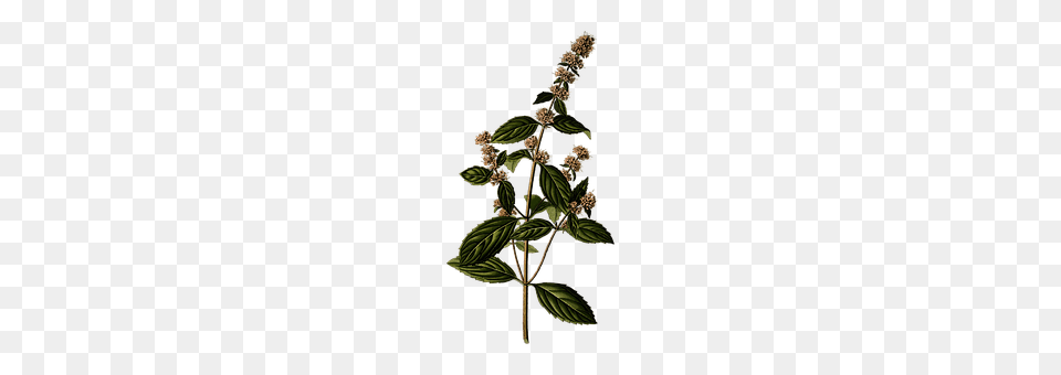 Branch Amaranthaceae, Mint, Leaf, Herbs Free Png