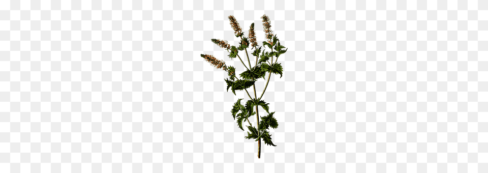 Branch Plant, Herbs, Green, Grass Png