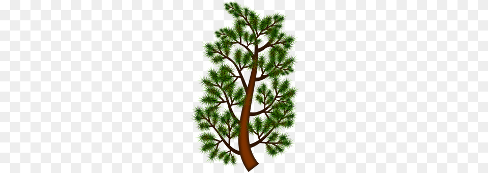 Branch Conifer, Tree, Pine, Plant Png Image