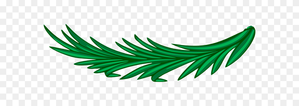 Branch Conifer, Plant, Tree, Yew Free Png