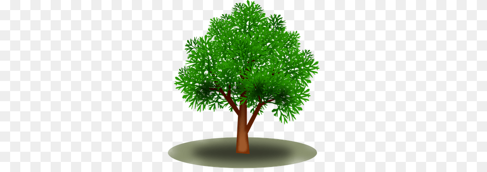 Branch Plant, Tree, Vegetation, Woodland Free Transparent Png