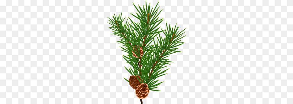 Branch Conifer, Pine, Plant, Tree Free Png Download
