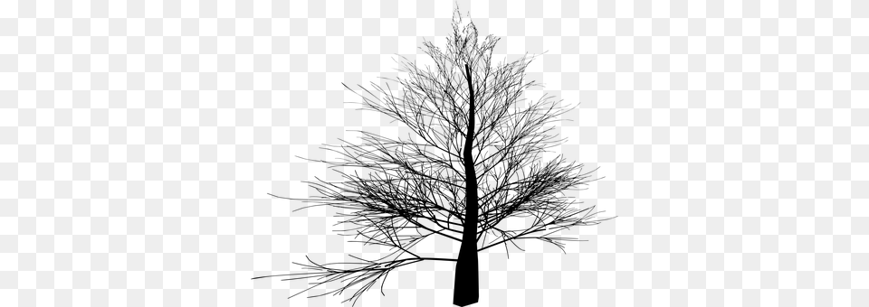 Branch Gray Free Png Download