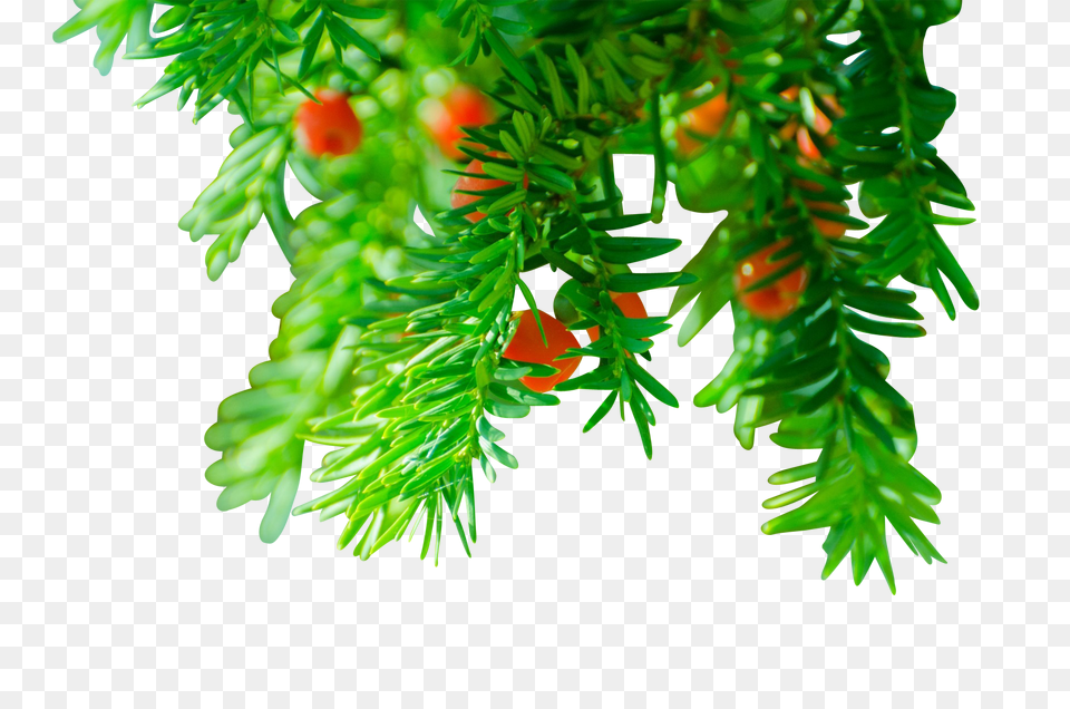 Branch Clip, Conifer, Plant, Tree, Yew Png