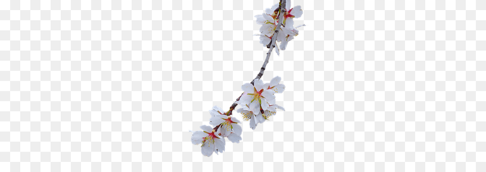 Branch Flower, Plant, Cherry Blossom, Chandelier Png Image
